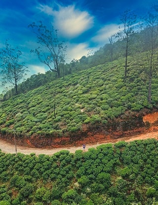 Tea fields