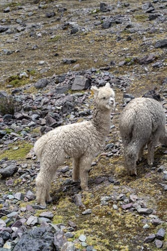 Alpaca